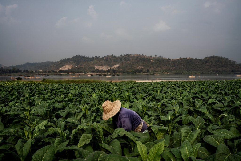 N&ocirc;ng d&acirc;n trồng c&acirc;y thuốc l&aacute; b&ecirc;n bờ s&ocirc;ng Mekong, gần Sangkhom, Th&aacute;i Lan. Ảnh: The New York Times.